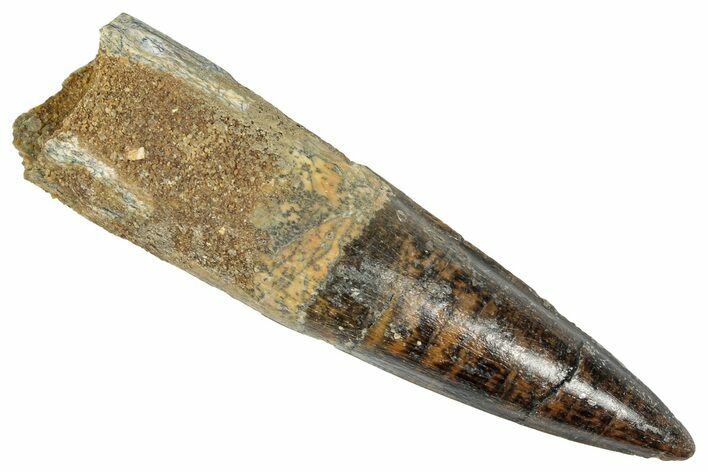 Fossil Spinosaurus Tooth - Real Dinosaur Tooth #348620